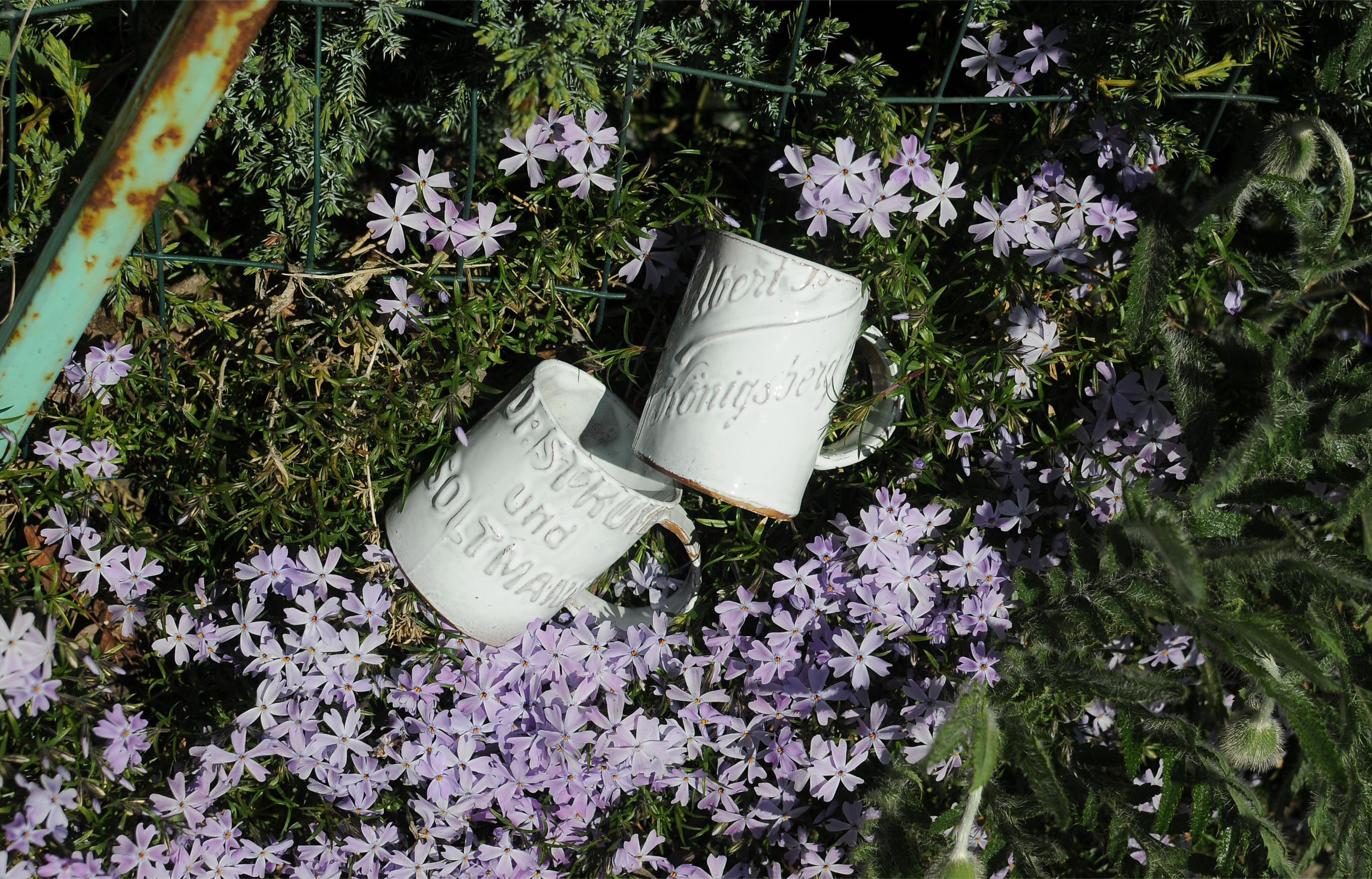 Кружки Кёнигфлаше